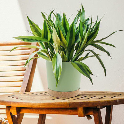 Крытые пластиковые баки зеленого растения с отверстиями дренажа и съемным основанием